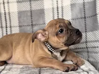 Scout-price reduced , a male French Bulldog and American Pit Bull Terrier for sale in Davenport, FL – 2 of 10