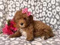 Brittney , a female Cavapoo and Poodle - Toy  for sale in Davenport, FL – 5 of 7