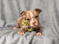 Dagger, a male French Bulldog and American Pit Bull Terrier for sale in Davenport, FL – 10 of 10