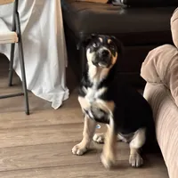 Ruca, a female Siberian Husky and Cane Corso for sale in Davenport, FL – Photo 6 of 6