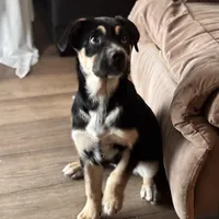 Ruca, a female Siberian Husky and Cane Corso for sale in Davenport, FL – Photo 5 of 6