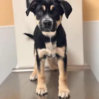 Ruca, a female Siberian Husky and Cane Corso for sale in Davenport, FL – Photo 2 of 6