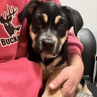 Ruca, a female Siberian Husky and Cane Corso for sale in Davenport, FL – Photo 3 of 6