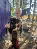 Ruca, a female Siberian Husky and Cane Corso for sale in Davenport, FL – Photo 2 of 2