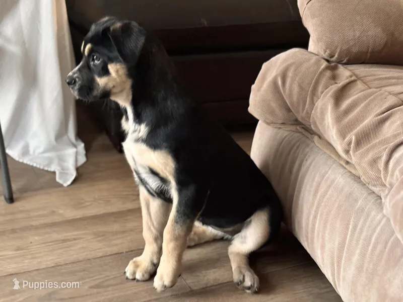 Ruca – Siberian Husky, Cane Corso puppy for sale in Davenport, FL