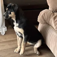 Ruca, a female Siberian Husky and Cane Corso for sale in Davenport, FL – Photo 1 of 6