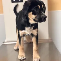 Ruca, a female Siberian Husky and Cane Corso for sale in Davenport, FL – Photo 4 of 6