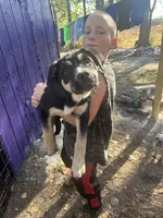 Ruca, a female Siberian Husky and Cane Corso for sale in Davenport, FL – Photo 1 of 2