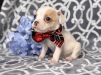 Mouse, a male French Bulldog and Cockapoo for sale in Davenport, FL – 4 of 10