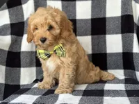 Bodie, a male Cockapoo and Poodle - Toy  for sale in Davenport, FL – 4 of 8