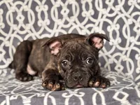 Camo-price reduced, a male French Bulldog and American Pit Bull Terrier for sale in Davenport, FL – 1 of 10
