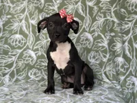 Bella, a female American Pit Bull Terrier and Black Mouth Cur for sale in Davenport, FL – Photo 5 of 6