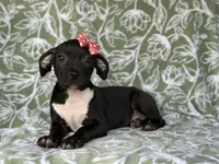 Bella, a female American Pit Bull Terrier and Black Mouth Cur for sale in Davenport, FL – Photo 2 of 6