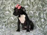 Bella, a female American Pit Bull Terrier and Black Mouth Cur for sale in Davenport, FL – Photo 6 of 6