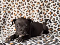 Bella, a female American Pit Bull Terrier and Black Mouth Cur for sale in Davenport, FL – Photo 3 of 4