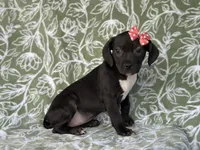 Bella, a female American Pit Bull Terrier and Black Mouth Cur for sale in Davenport, FL – Photo 4 of 6