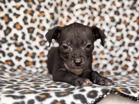 Bella, a female American Pit Bull Terrier and Black Mouth Cur for sale in Davenport, FL – Photo 4 of 4