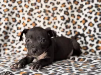 Bella, a female American Pit Bull Terrier and Black Mouth Cur for sale in Davenport, FL – Photo 2 of 4