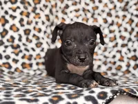 Bella, a female American Pit Bull Terrier and Black Mouth Cur for sale in Davenport, FL – Photo 1 of 4