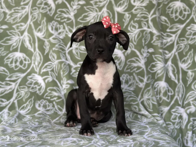 Bella – American Pit Bull Terrier, Black Mouth Cur puppy for sale in Davenport, FL