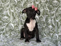 Bella, a female American Pit Bull Terrier and Black Mouth Cur for sale in Davenport, FL – Photo 1 of 6