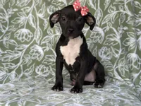 Bella, a female American Pit Bull Terrier and Black Mouth Cur for sale in Davenport, FL – Photo 3 of 6