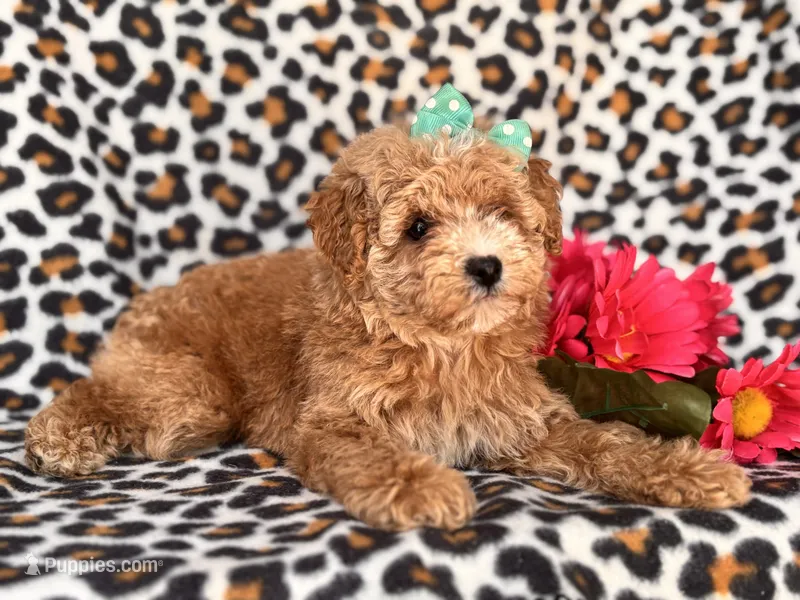 Britney – Poodle - Toy , Poodle - Miniature  puppy for sale in Davenport, FL
