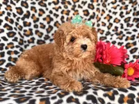 Britney, a female Poodle - Toy  and Poodle - Miniature  for sale in Davenport, FL – 1 of 10