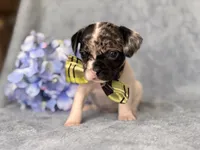 Moose, a male French Bulldog and Cockapoo for sale in Davenport, FL – 2 of 10