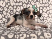Quinn cookie, a female French Bulldog and Cockapoo for sale in Davenport, FL – 3 of 8