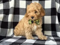 Bodie, a male Cockapoo and Poodle - Toy  for sale in Davenport, FL – 8 of 8