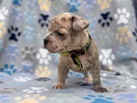 Tigger, a male French Bulldog and American Pit Bull Terrier for sale in Davenport, FL – 3 of 10