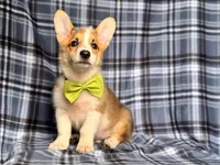 Jax , a male Pembroke Welsh Corgi for sale in Davenport, FL – 1 of 10