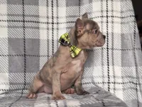 Tigger, a male French Bulldog and American Pit Bull Terrier for sale in Davenport, FL – 6 of 10