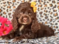 Sage, a female Cocker Spaniel for sale in Davenport, FL – 9 of 10