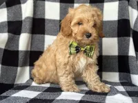 Bodie, a male Cockapoo and Poodle - Toy  for sale in Davenport, FL – 3 of 8