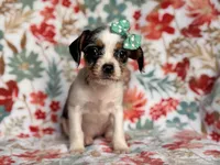 Quinn cookie, a female French Bulldog and Cockapoo for sale in Davenport, FL – 10 of 10