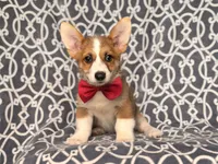 Max, a male Pembroke Welsh Corgi for sale in Davenport, FL – 8 of 10
