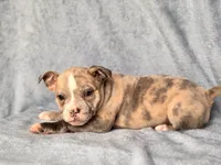 Dagger, a male French Bulldog and American Pit Bull Terrier for sale in Davenport, FL – 9 of 10