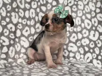 Quinn cookie, a female French Bulldog and Cockapoo for sale in Davenport, FL – 8 of 8