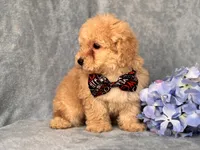 Danny, a male Poodle - Toy  and Poodle - Miniature  for sale in Davenport, FL – 6 of 8