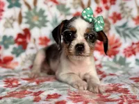Quinn cookie, a female French Bulldog and Cockapoo for sale in Davenport, FL – 6 of 10