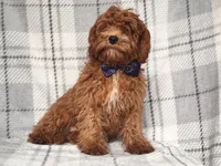 Wyatt, a male Cavapoo and Poodle - Toy  for sale in Davenport, FL – 7 of 9