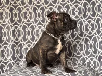 Camo-price reduced, a male French Bulldog and American Pit Bull Terrier for sale in Davenport, FL – 6 of 10