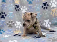 Tigger, a male French Bulldog and American Pit Bull Terrier for sale in Davenport, FL – 9 of 10