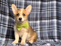 Jax , a male Pembroke Welsh Corgi for sale in Davenport, FL – 6 of 10