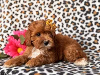 Vanessa , a female Cavapoo and Poodle - Toy  for sale in Davenport, FL – 6 of 10