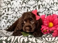Jewel, a female Cocker Spaniel for sale in Davenport, FL – 6 of 10