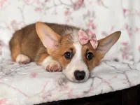 Hope, a female Pembroke Welsh Corgi for sale in Davenport, FL – 3 of 10