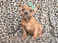 Stella, a female French Bulldog and American Pit Bull Terrier for sale in Davenport, FL – 5 of 10